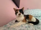 pet-image
