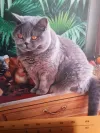 pet-image