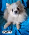 pet-image