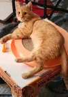 pet-image