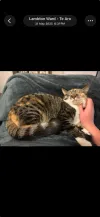 pet-image