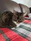 pet-image