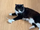 pet-image
