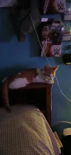 pet-image