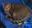 pet-image