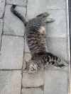 pet-image
