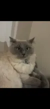 pet-image