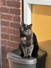 pet-image