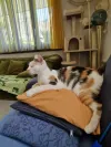 pet-image