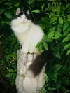 pet-image