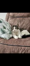 pet-image