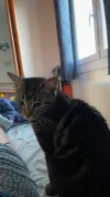 pet-image