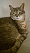 pet-image