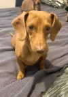pet-image