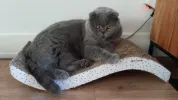 pet-image