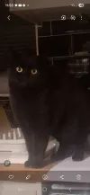 pet-image
