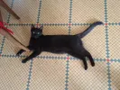 pet-image