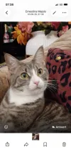 pet-image