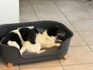 pet-image