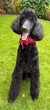 pet-image