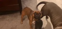 pet-image
