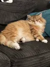 pet-image