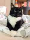 pet-image