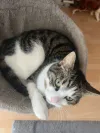 pet-image