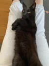 pet-image
