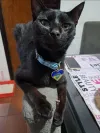 pet-image