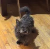 pet-image