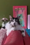 pet-image
