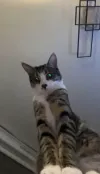 pet-image
