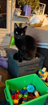 pet-image
