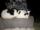 pet-image