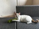pet-image