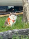 pet-image