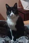 pet-image