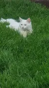 pet-image