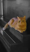 pet-image