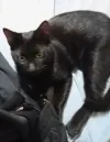 pet-image
