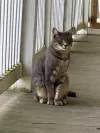 pet-image