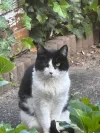 pet-image