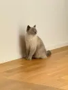 pet-image