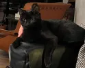pet-image
