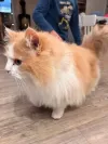 pet-image