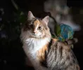 pet-image