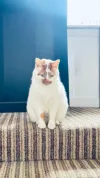 pet-image