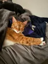 pet-image