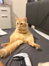 pet-image
